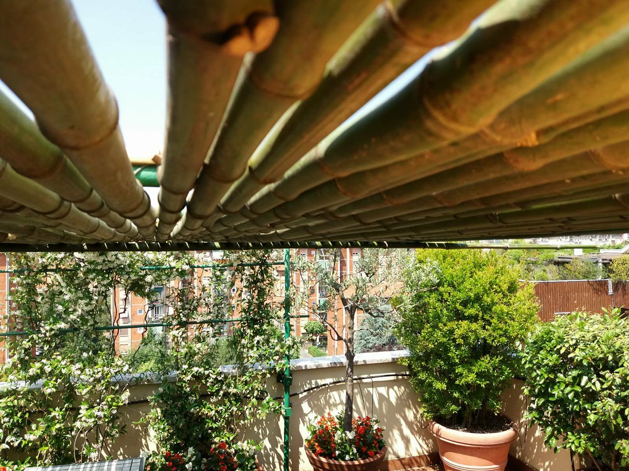 Milano: realizzazione di pergolato in bambù – FRATELLI ZUCCOLOTTO